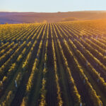 Green and red vineyard rows at sunset