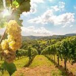 wine